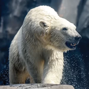 polar-bear-01-01